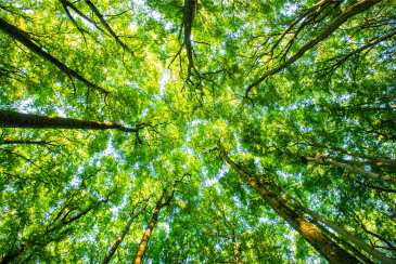 Treetops seen from a low angle