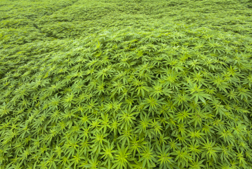 Large tracks of marijuana are grown by local minorities for the hemp it produces